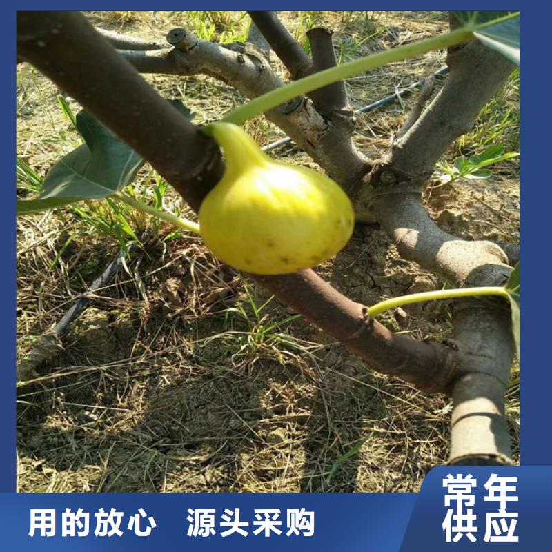 无花果石榴树一手货源源头厂家