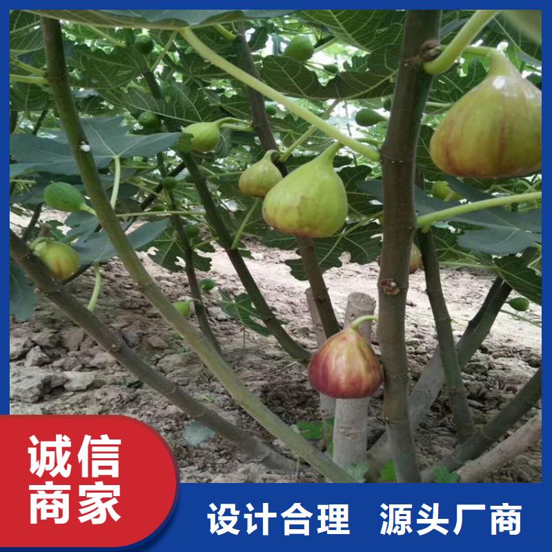 【无花果】樱桃苗源头厂家经验丰富