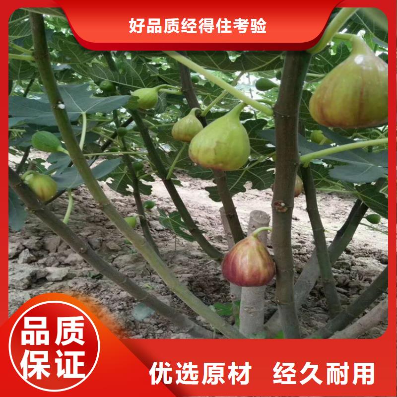 无花果樱桃苗拒绝伪劣产品