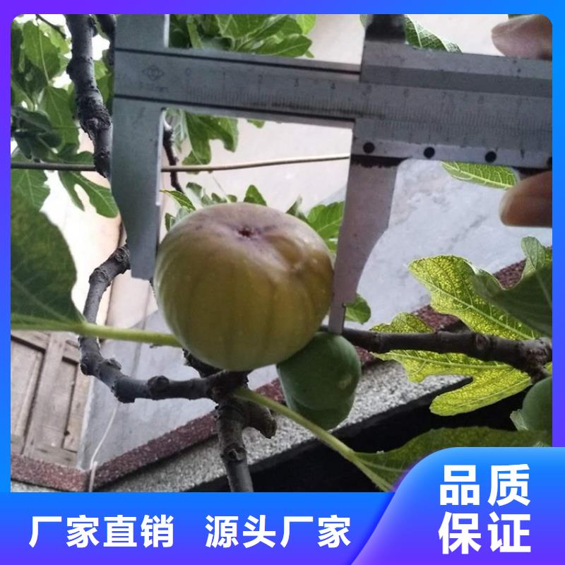 无花果-蓝莓苗专注细节更放心