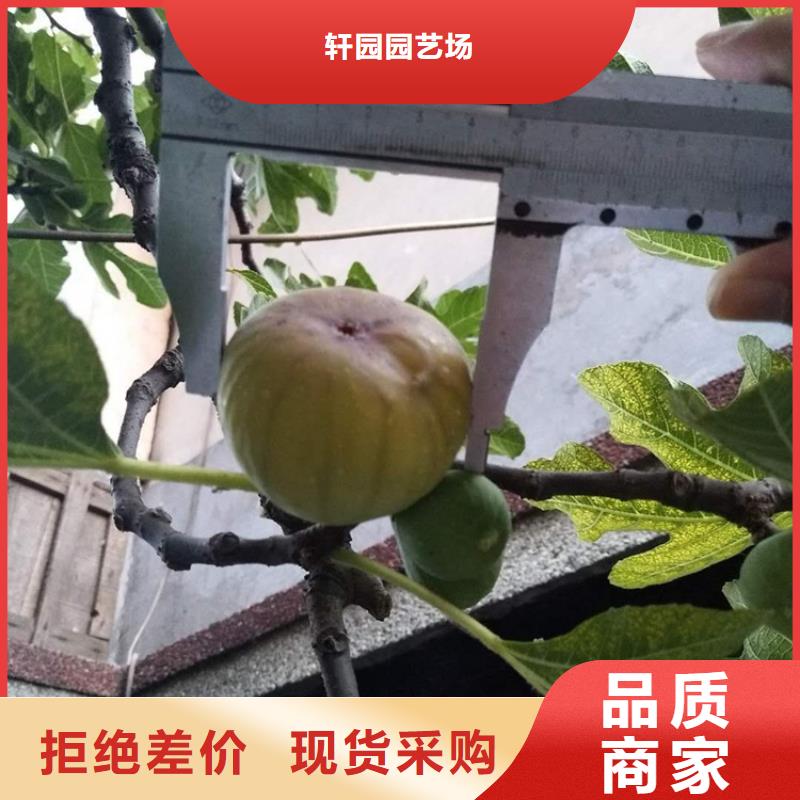 【无花果】桃树苗现货销售