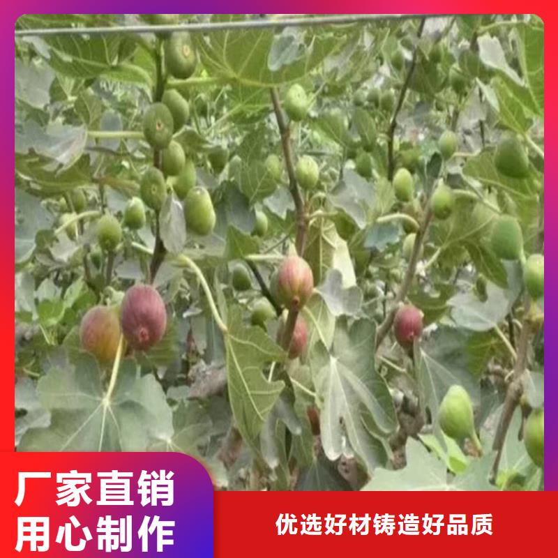 无花果苹果苗有实力有经验