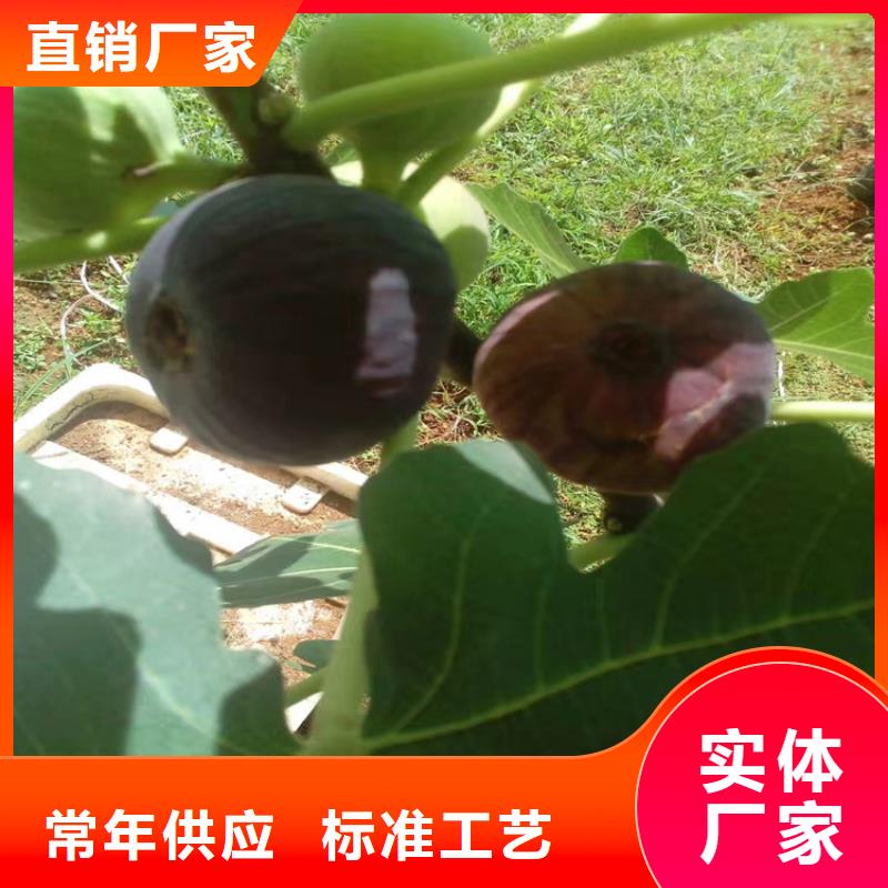 无花果苹果苗常年出售