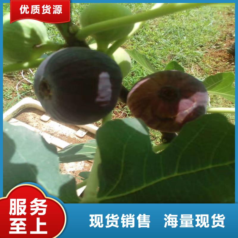 无花果樱桃苗现货充足