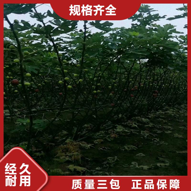 无花果-蓝莓苗专注细节更放心