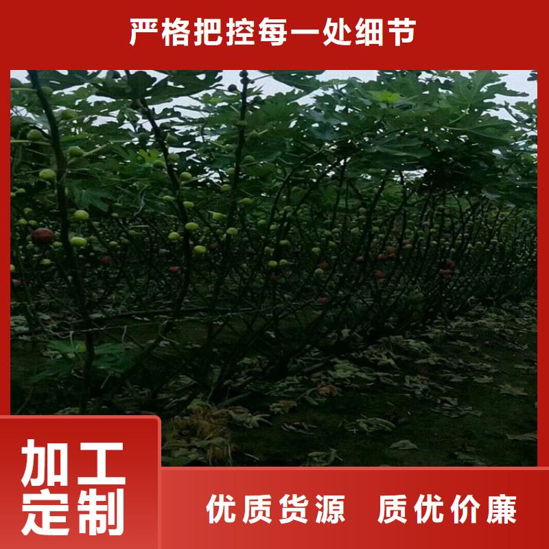 无花果-苹果苗品牌专营