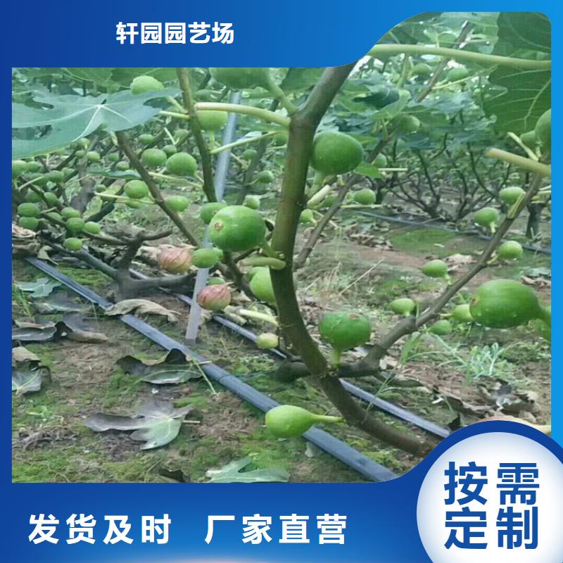 无花果樱桃苗库存充足