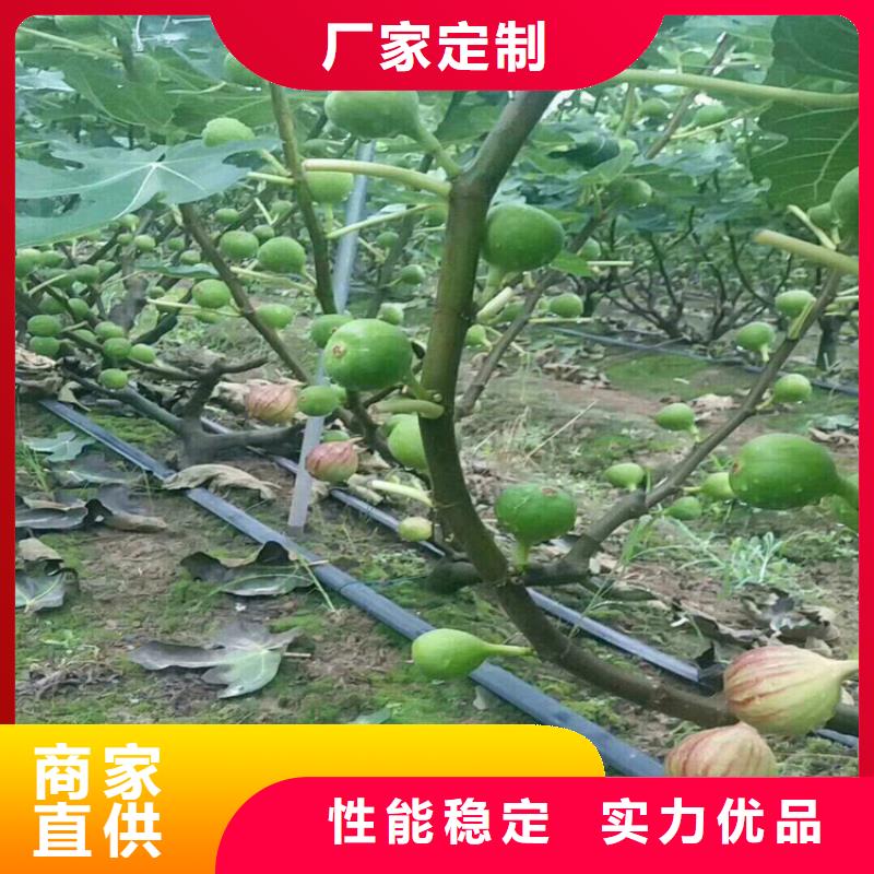 无花果桃树苗好货直供