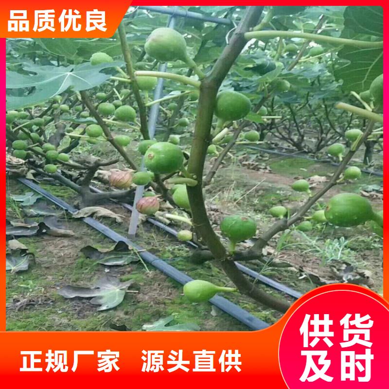 无花果樱桃苗就近发货