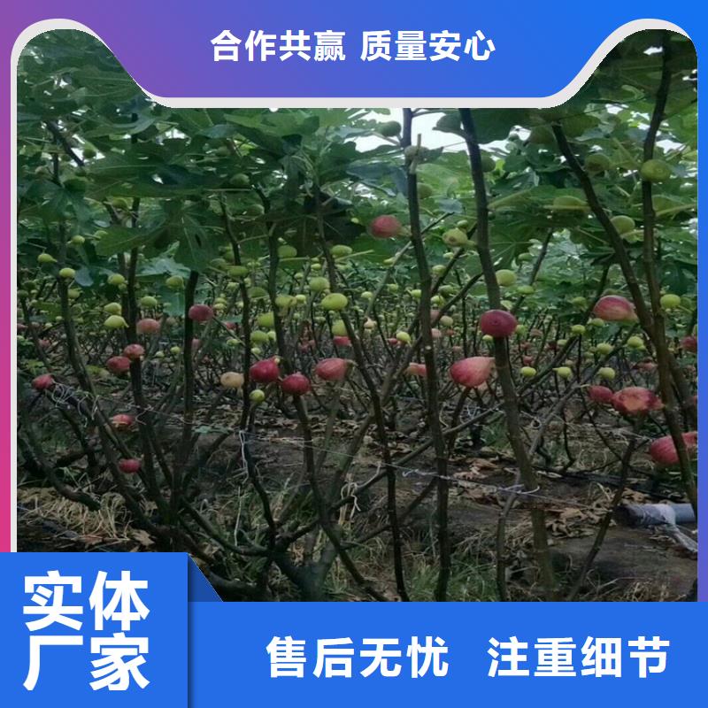 【无花果】无花果苗分类和特点
