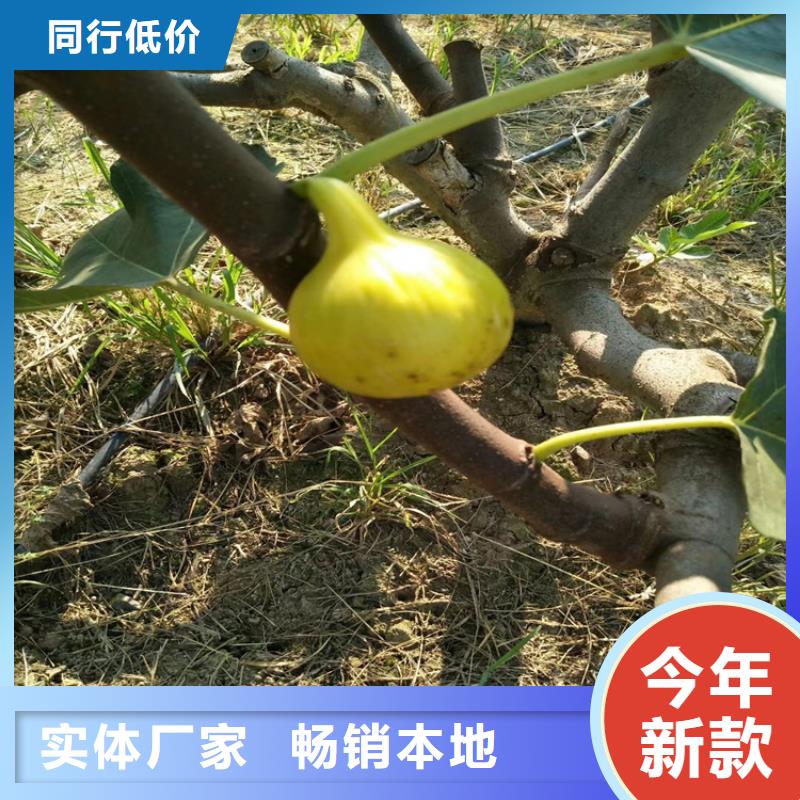 无花果-樱桃苗支持加工定制