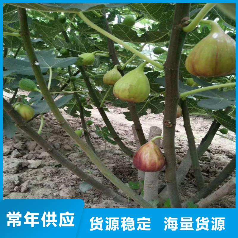 无花果樱桃苗好产品价格低