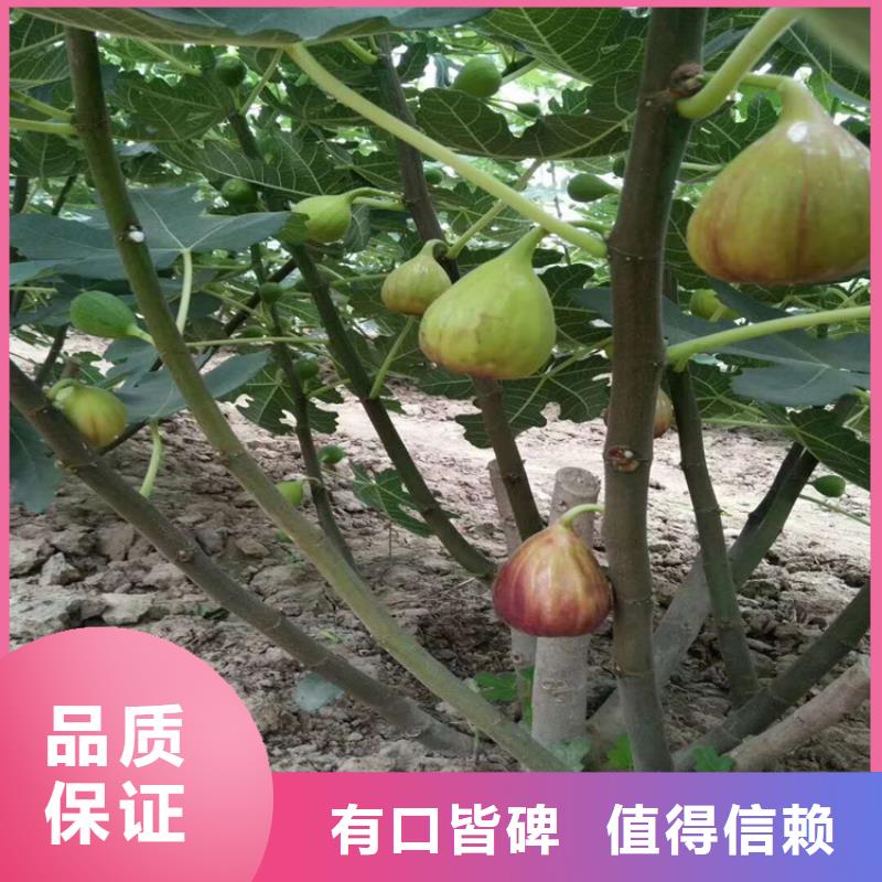 无花果苹果苗价格实在