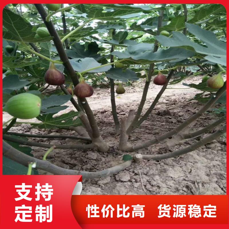 无花果-蓝莓苗专注细节更放心