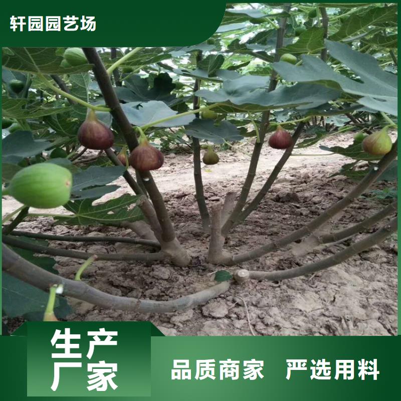 无花果樱桃苗生产加工