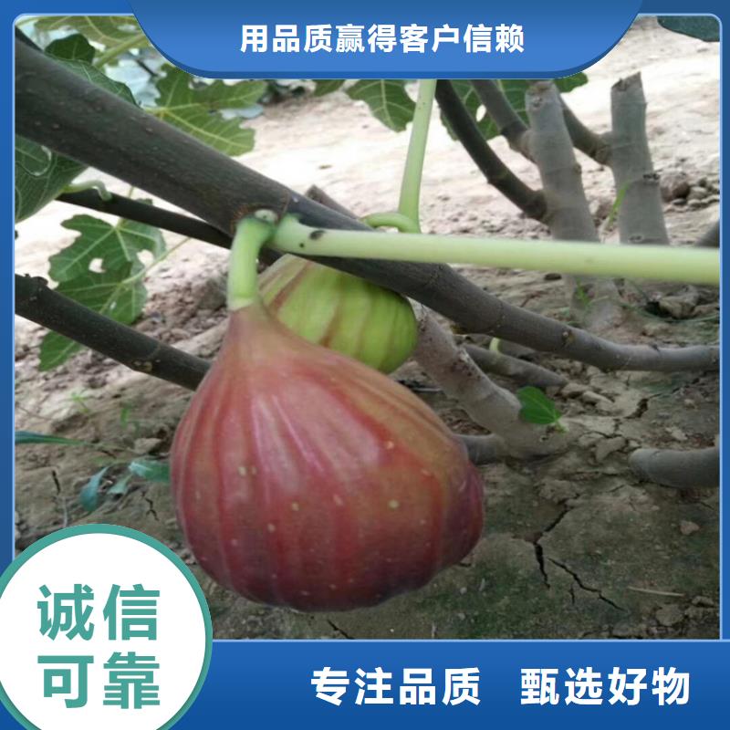 无花果苹果苗老客户钟爱