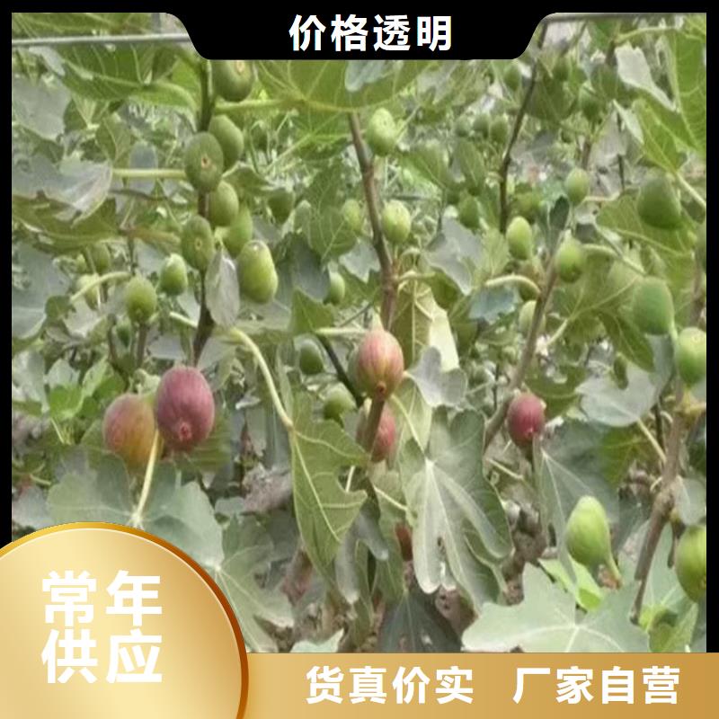 无花果_石榴树买的是放心