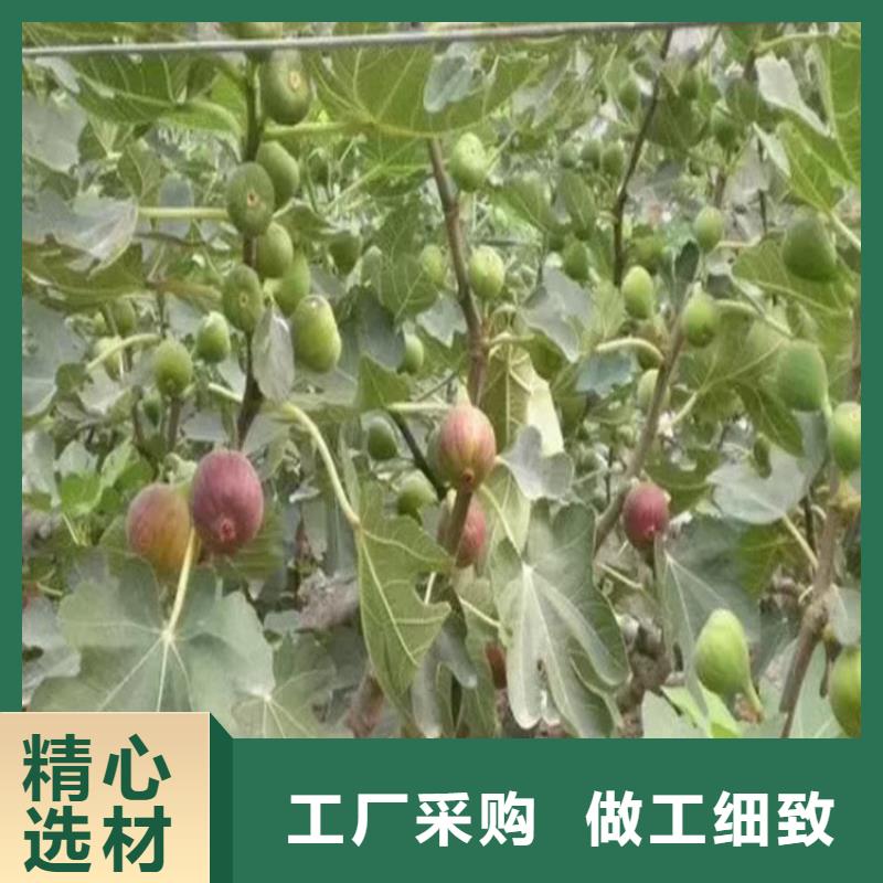 无花果-苹果苗品牌专营