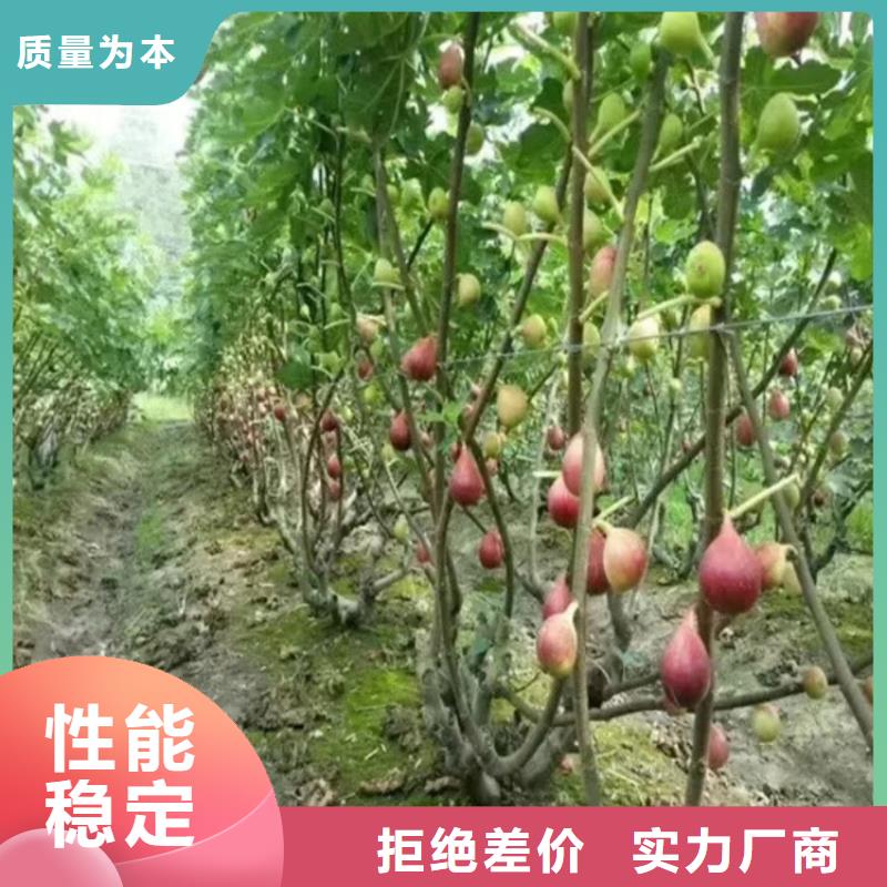 无花果樱桃苗就近发货