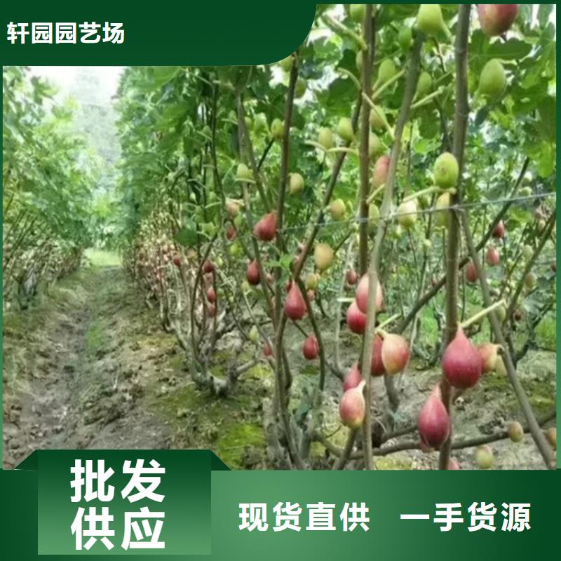 无花果樱桃苗生产加工