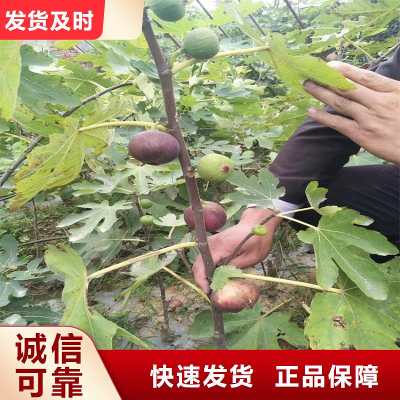 无花果樱桃苗拒绝伪劣产品