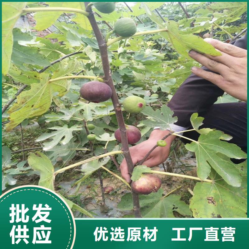 无花果3公分石榴苗做工精细