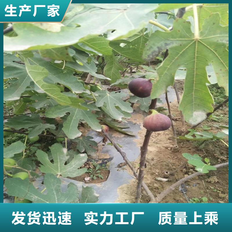 无花果3公分石榴苗做工精细