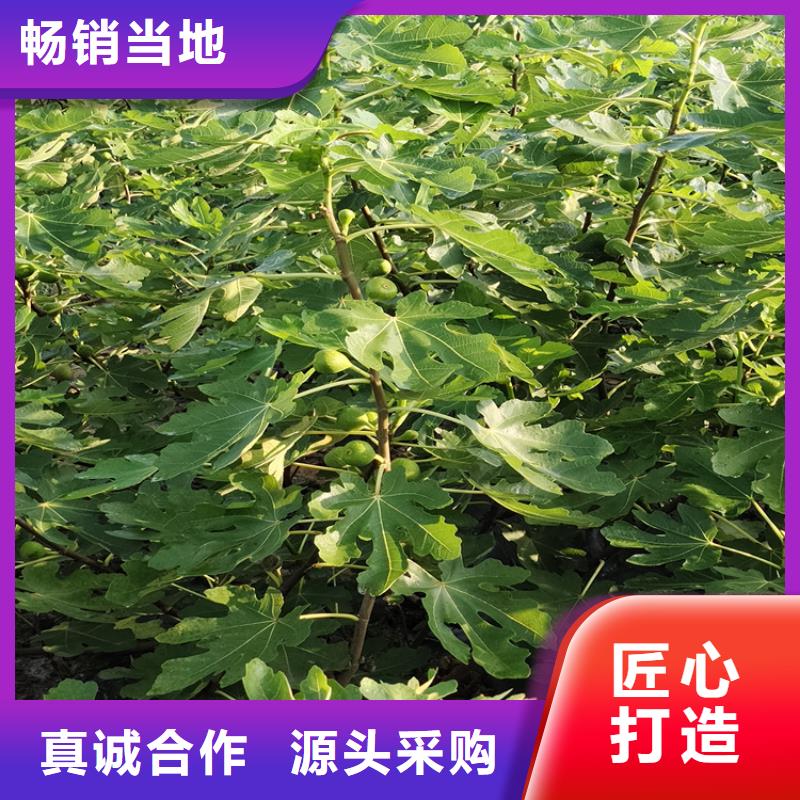 无花果苹果苗常年出售