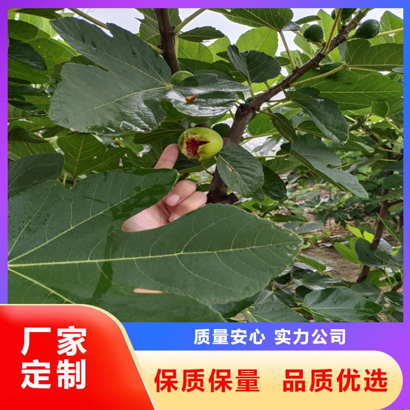 无花果-樱桃苗支持加工定制