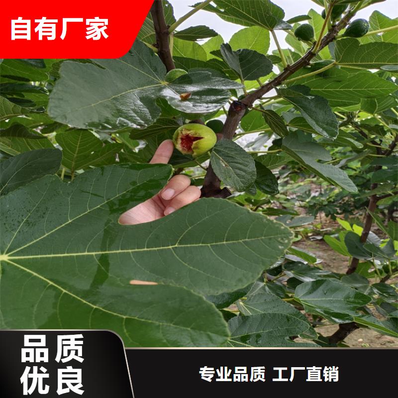 【无花果】,苹果苗支持批发零售