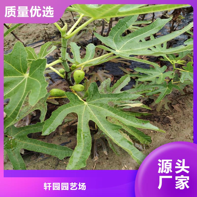 无花果-苹果苗品牌专营