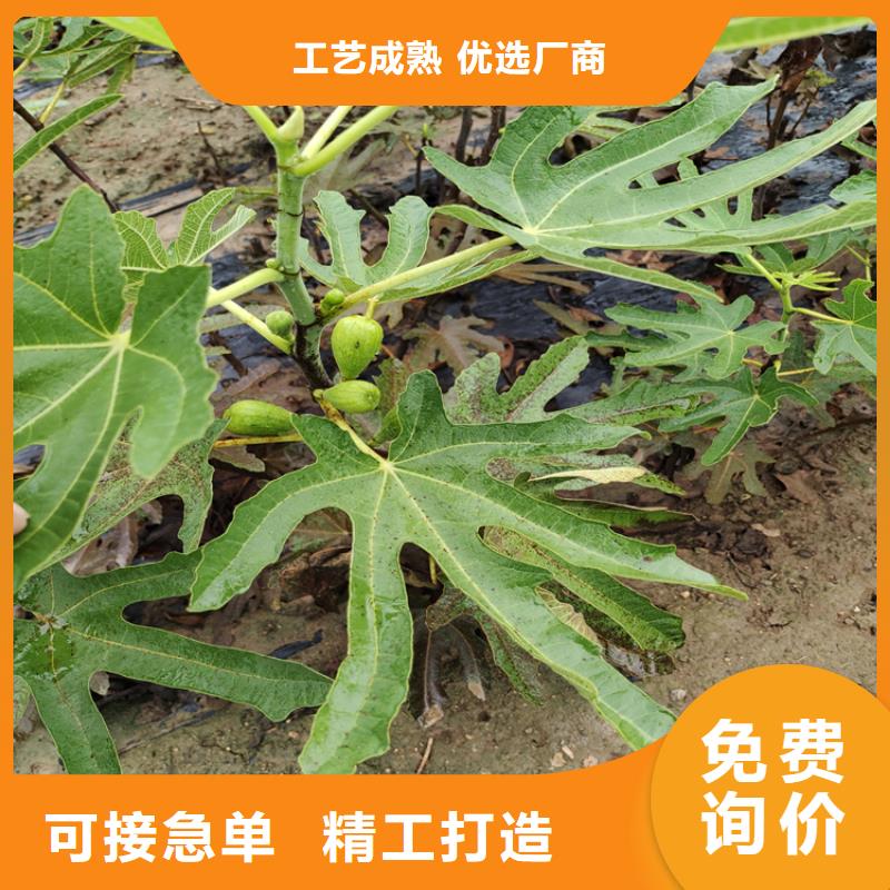 无花果桃树苗物美价优