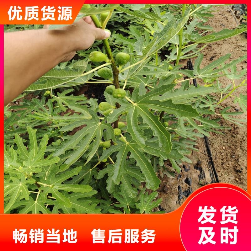 无花果-梨树苗厂家直销大量现货