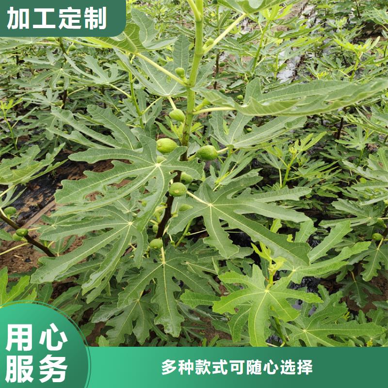 无花果蓝莓苗大量现货供应