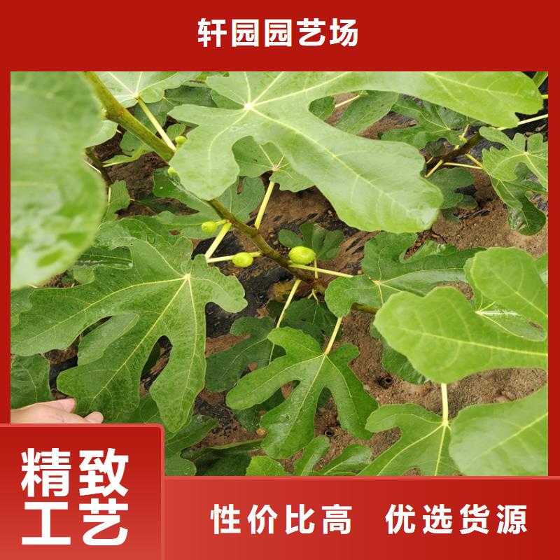 无花果-蓝莓苗专注细节更放心