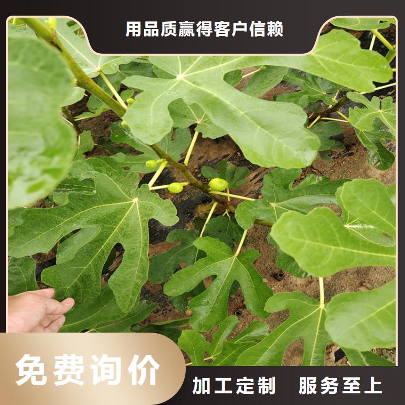 无花果-蓝莓苗专注细节更放心