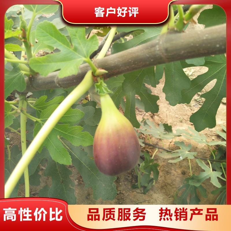 无花果苹果苗客户满意度高