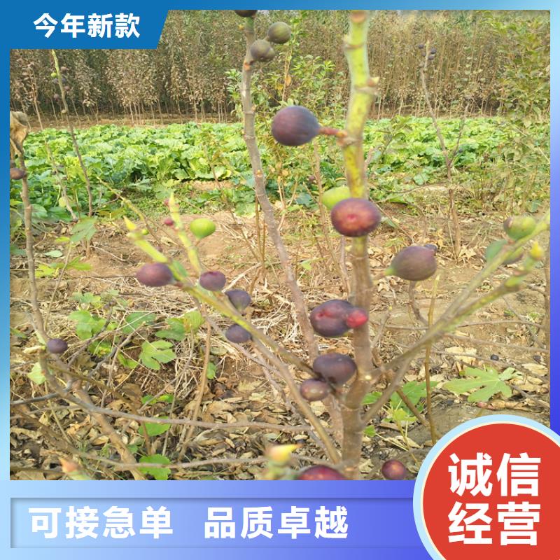 无花果樱桃苗好产品价格低