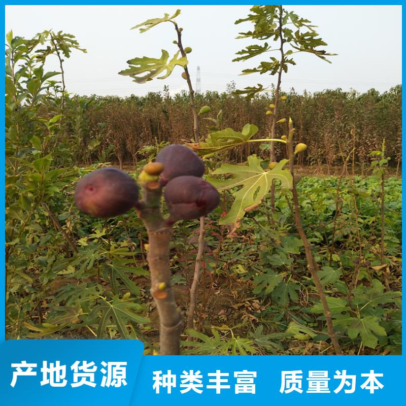 无花果-蓝莓苗专注细节更放心