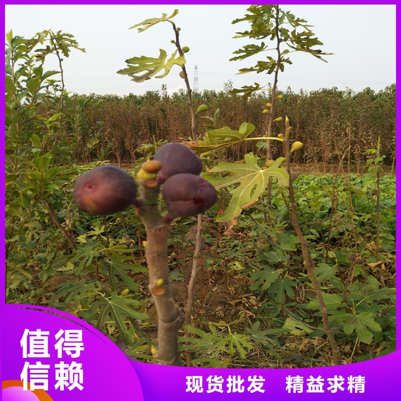 无花果苹果苗有实力有经验