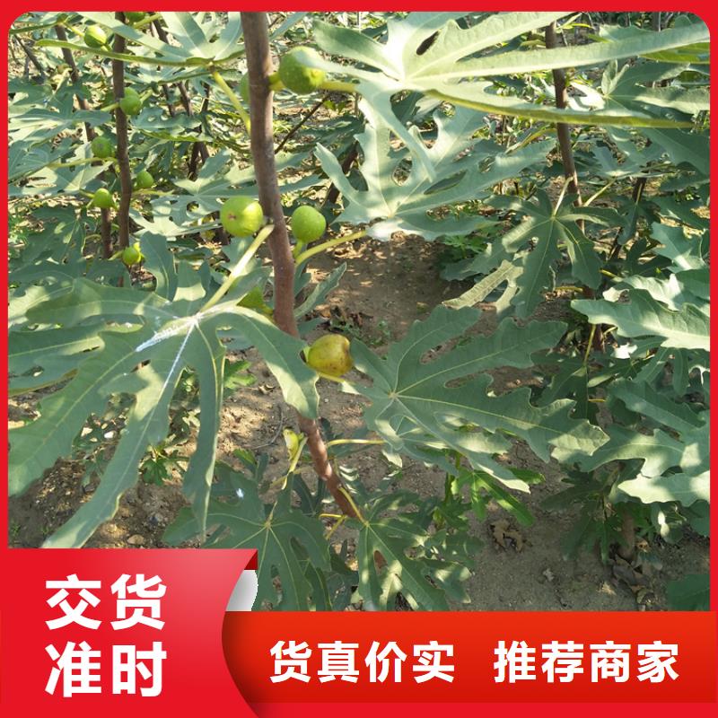 无花果樱桃苗正品保障