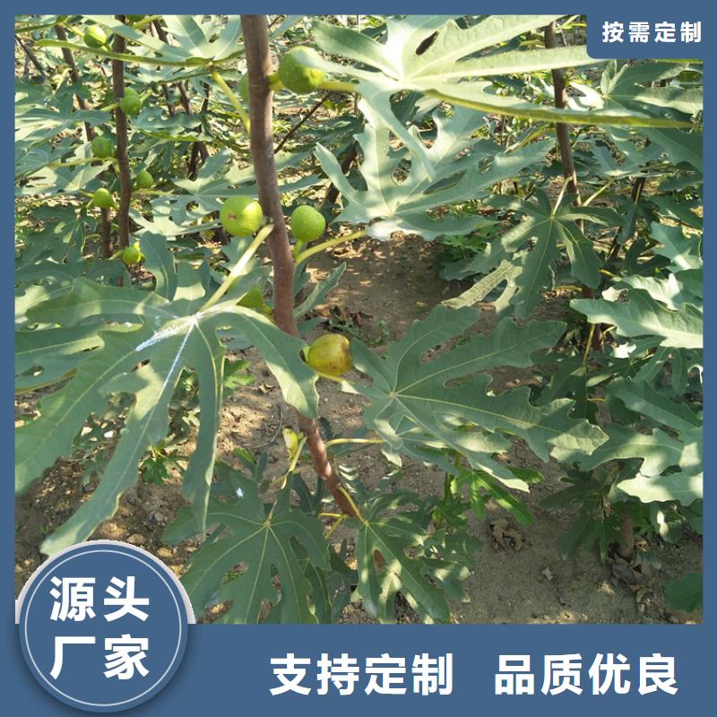 无花果桃树苗精选厂家好货