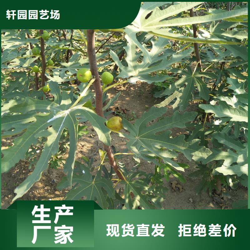 无花果樱桃苗买的放心