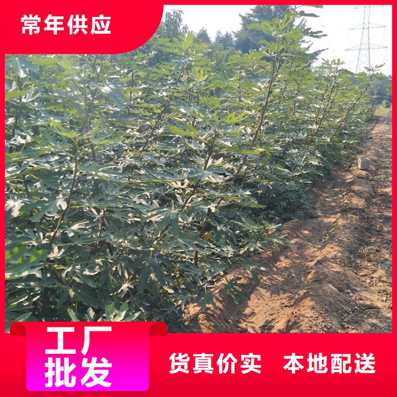 无花果-蓝莓苗专注细节更放心