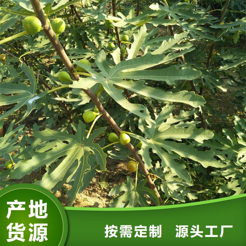 无花果-苹果苗品牌专营