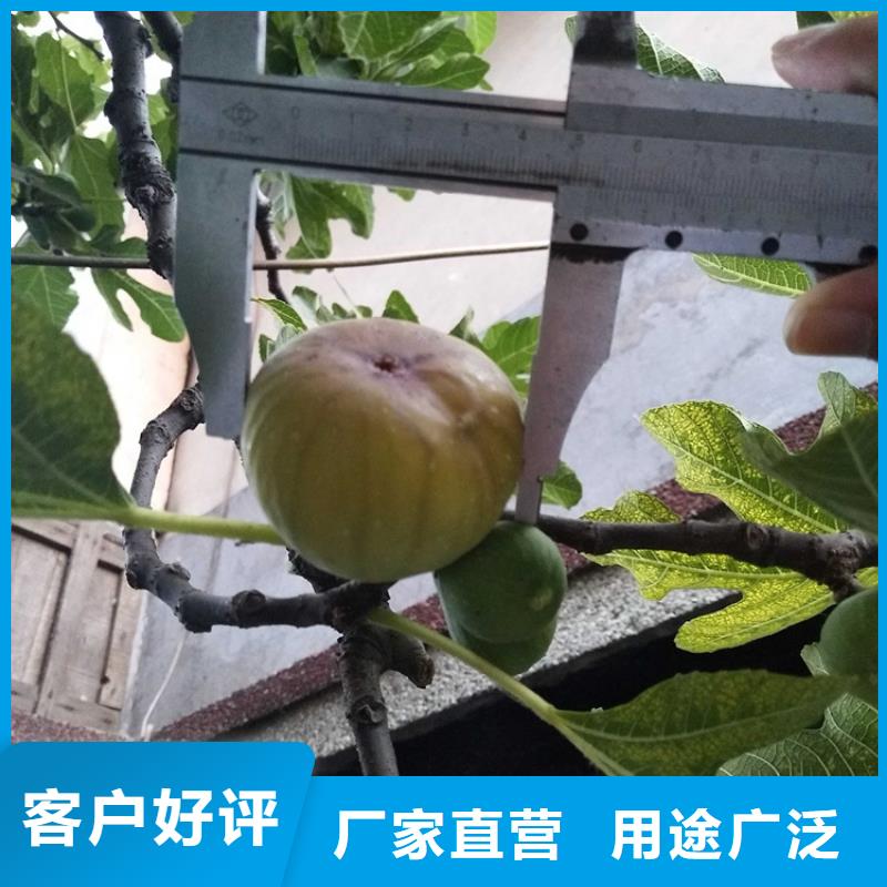 无花果桃树苗精选厂家好货