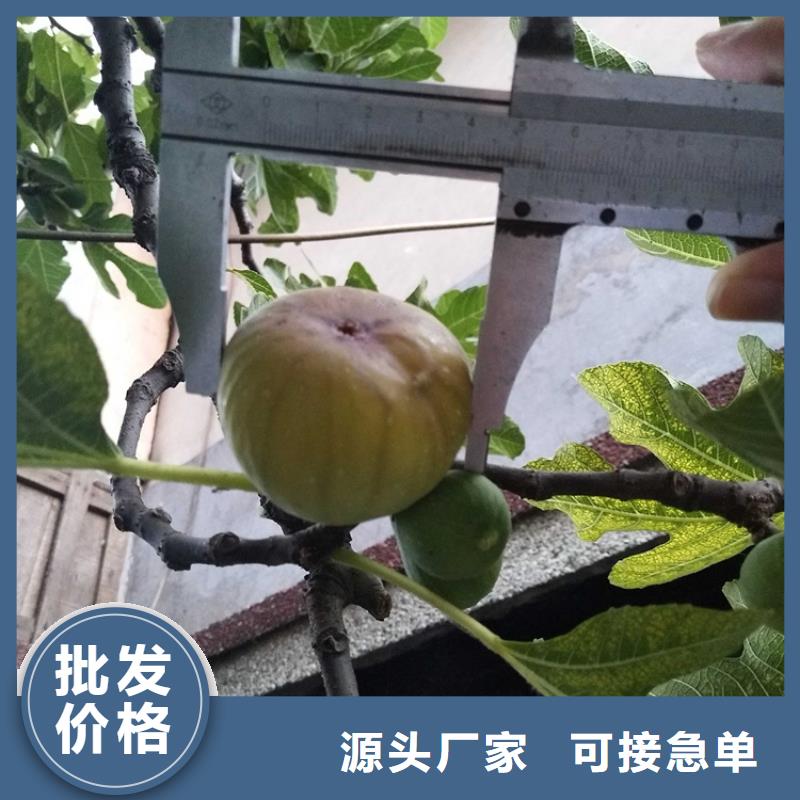 无花果樱桃苗现货充足