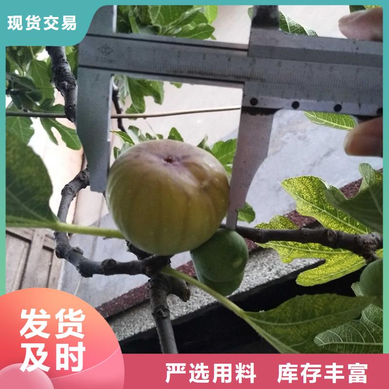 无花果【花椒苗】实体诚信经营