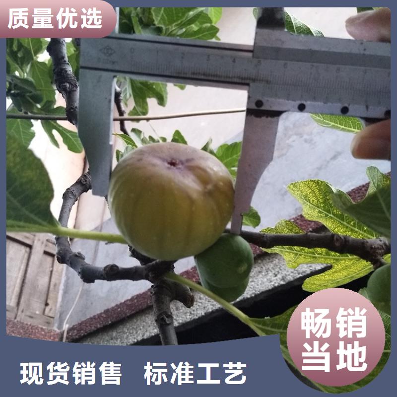 无花果桃树苗精选厂家好货