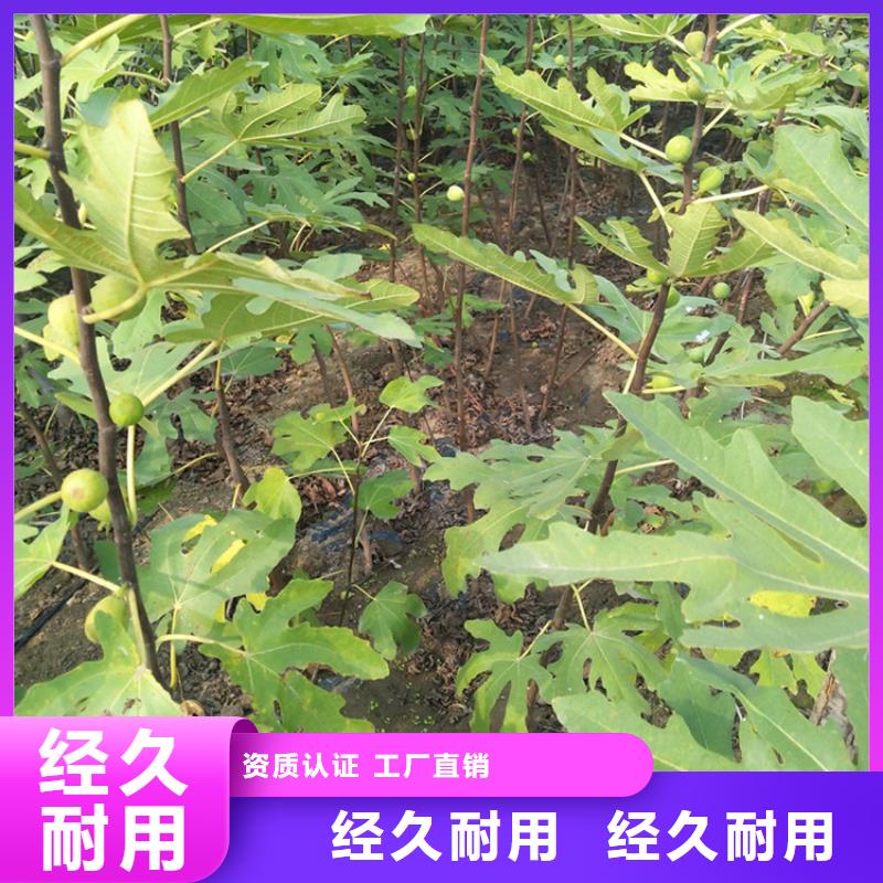 【无花果_石榴树专注生产N年】